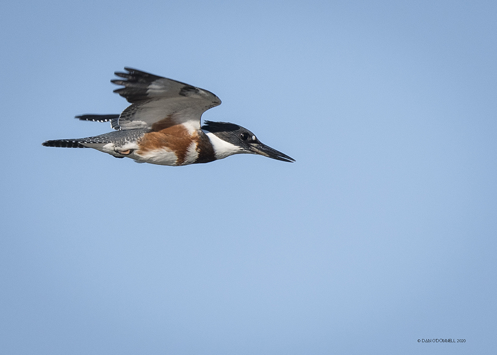 Female belted kingfisher in flight