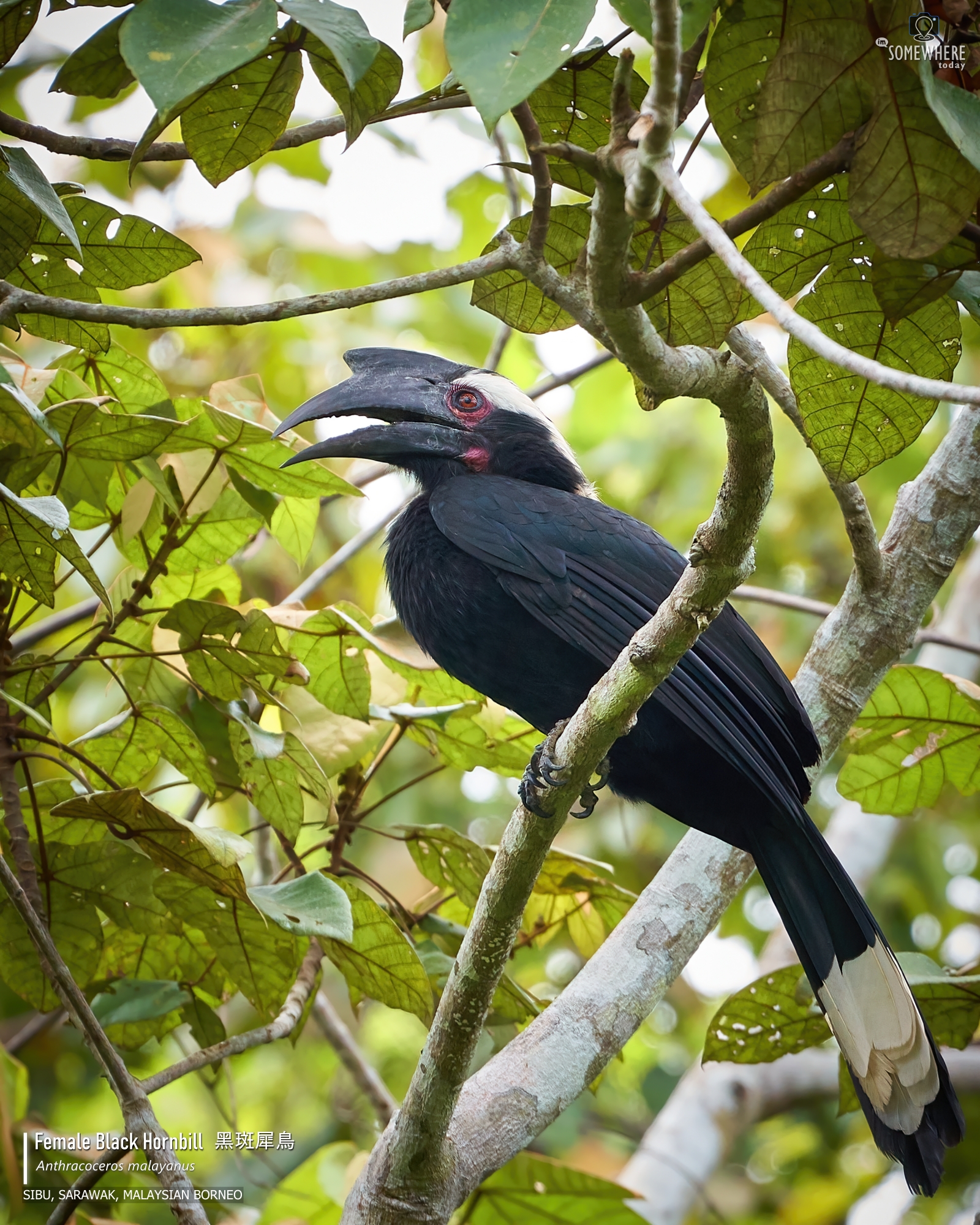 Female Black Hornbill