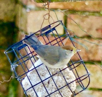 Female Blackcap? Is it?