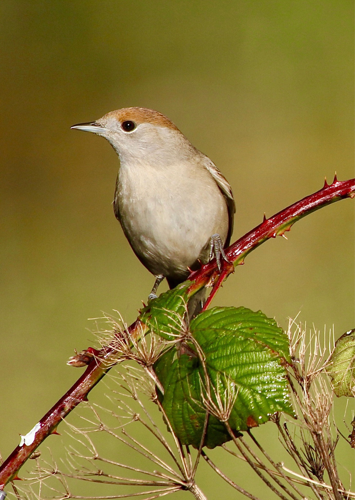 Female Blackcap