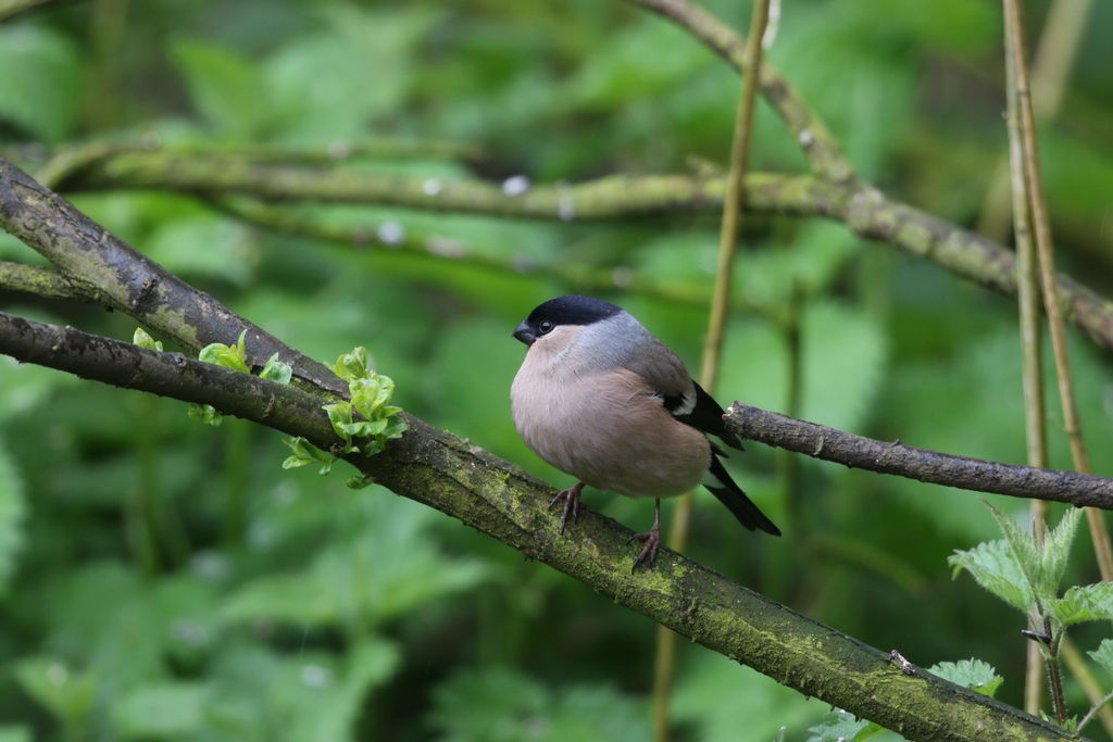 Female Bullfinch.