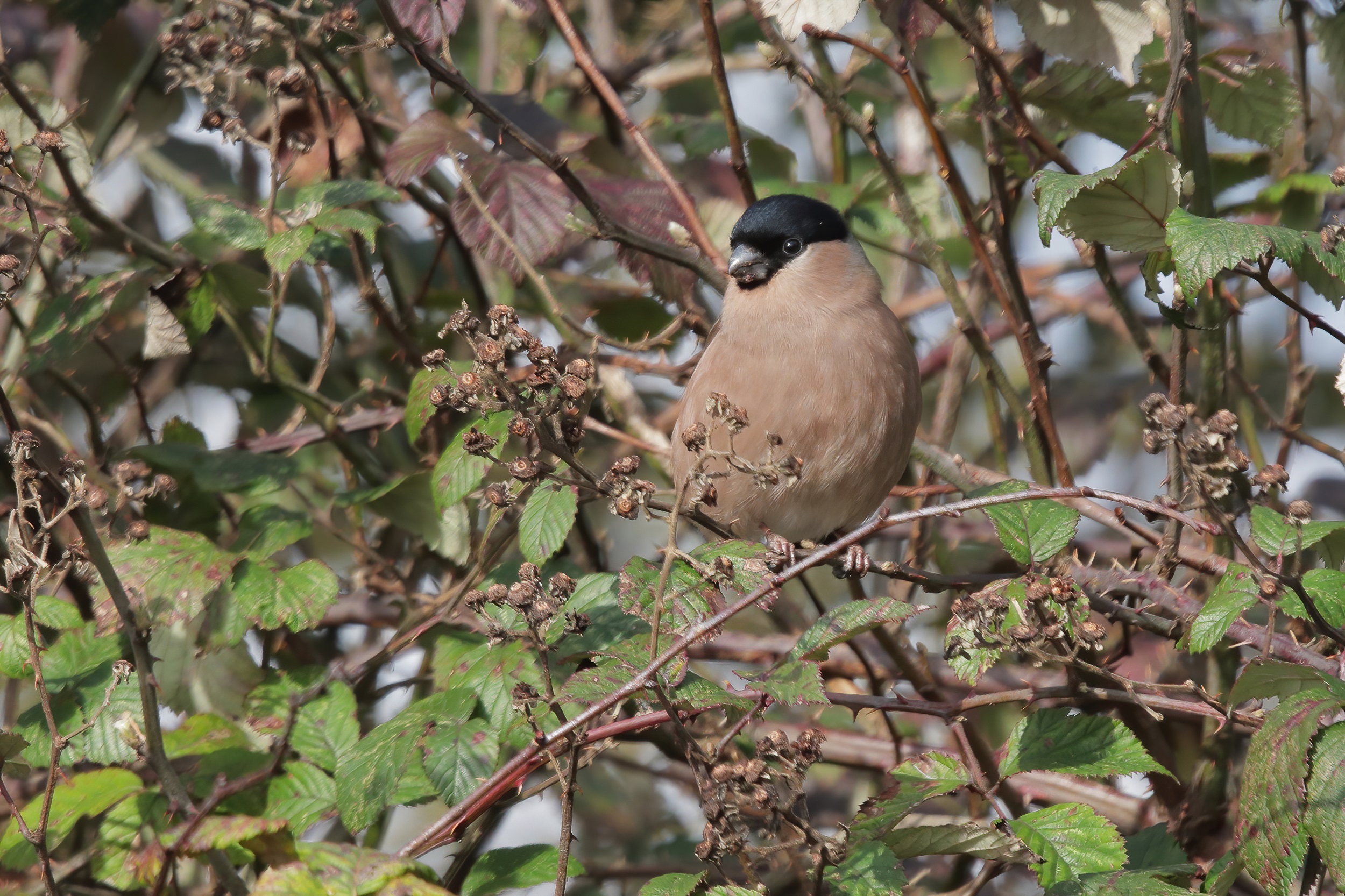 female bullfinch