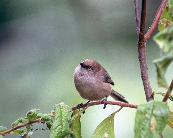 Female Bushtit