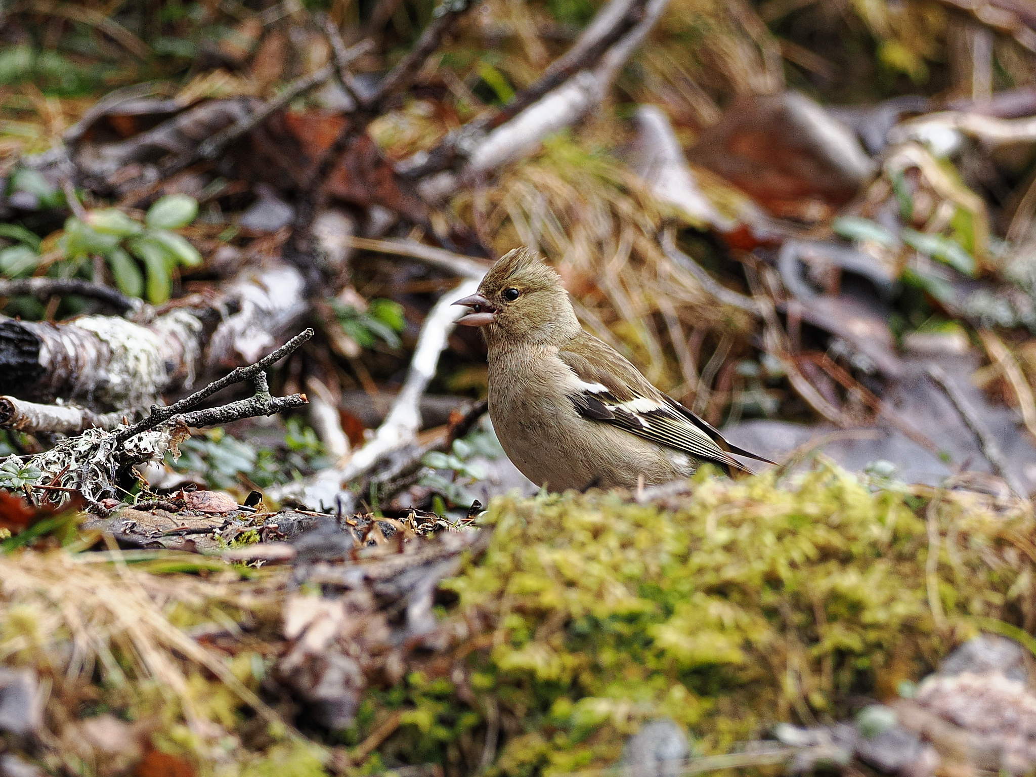 Female chaffinch