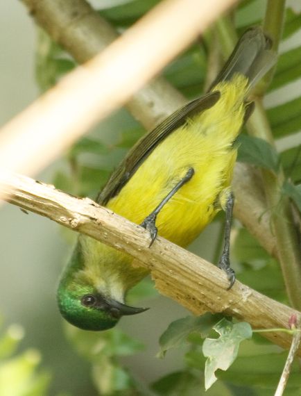 Female Collared Sunbird