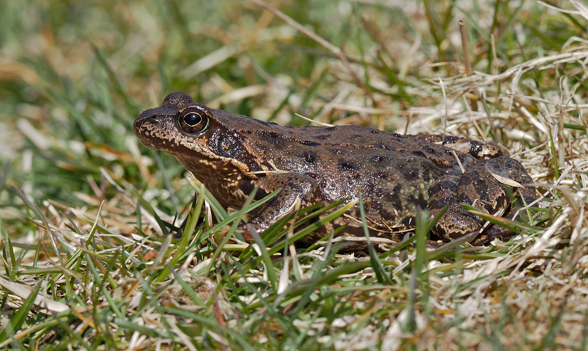 Female Common Frog