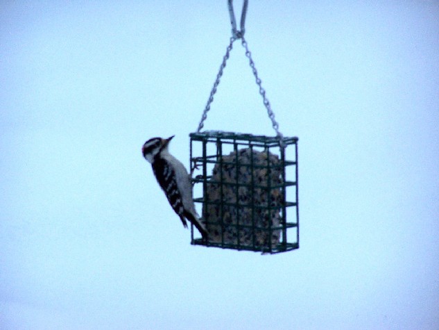 Female Downy Woodpecker