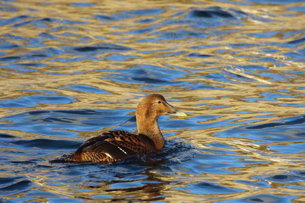 Female eider at sundown