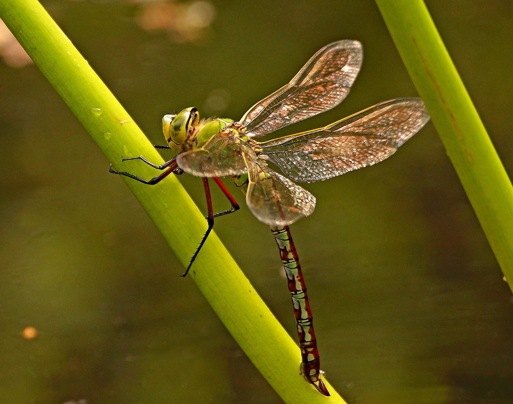 Female Emperor Dragonfly laying eggs