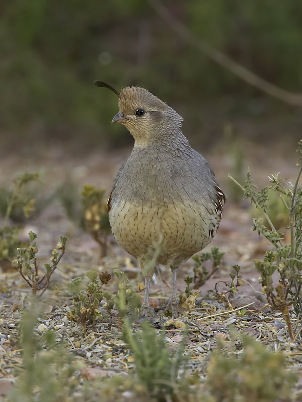 Female Gambel's Quail