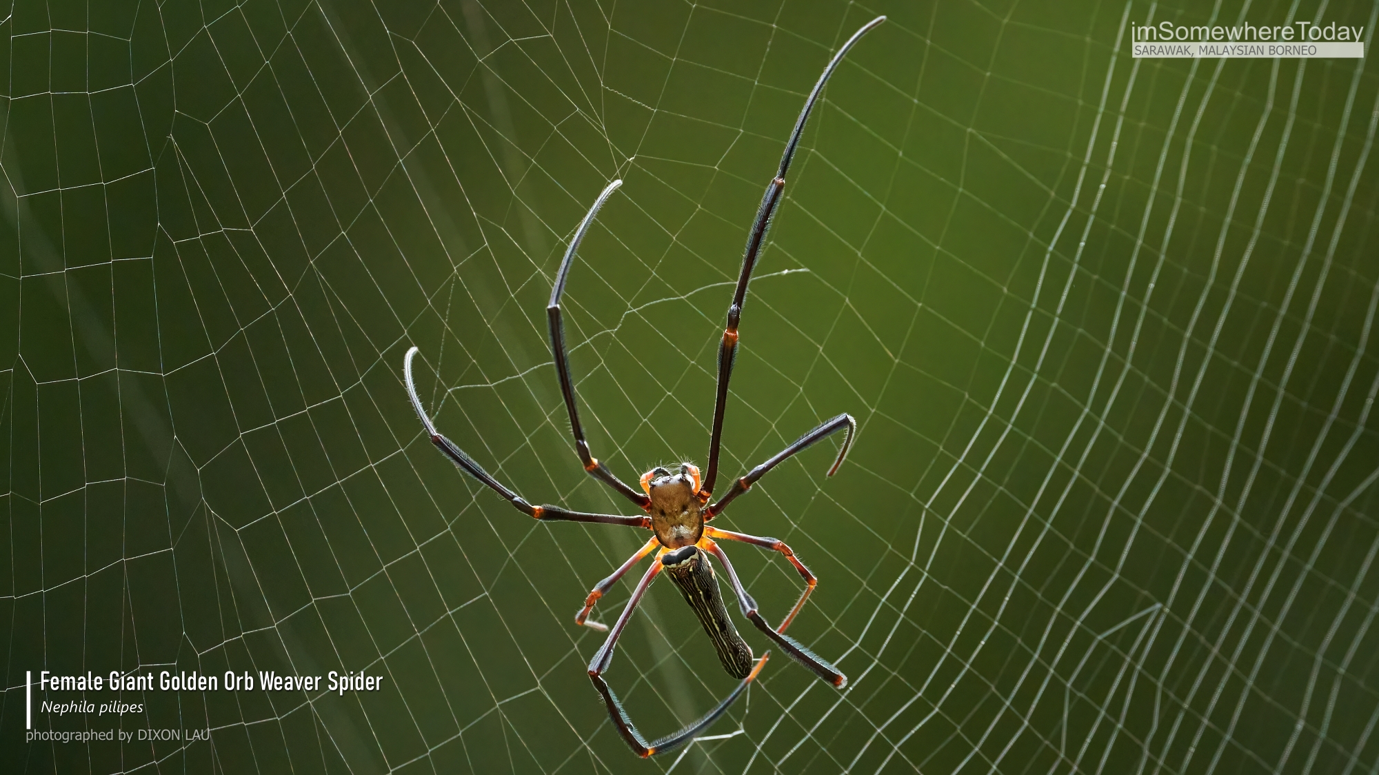 Female Giant Golden Orb Weaver Spider, Borneo