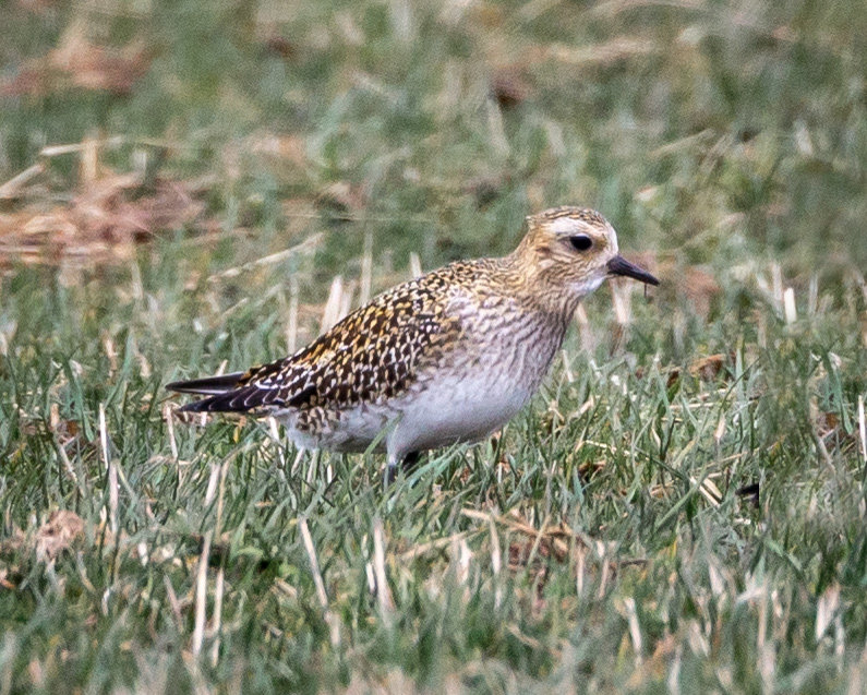 Female Golden Plover