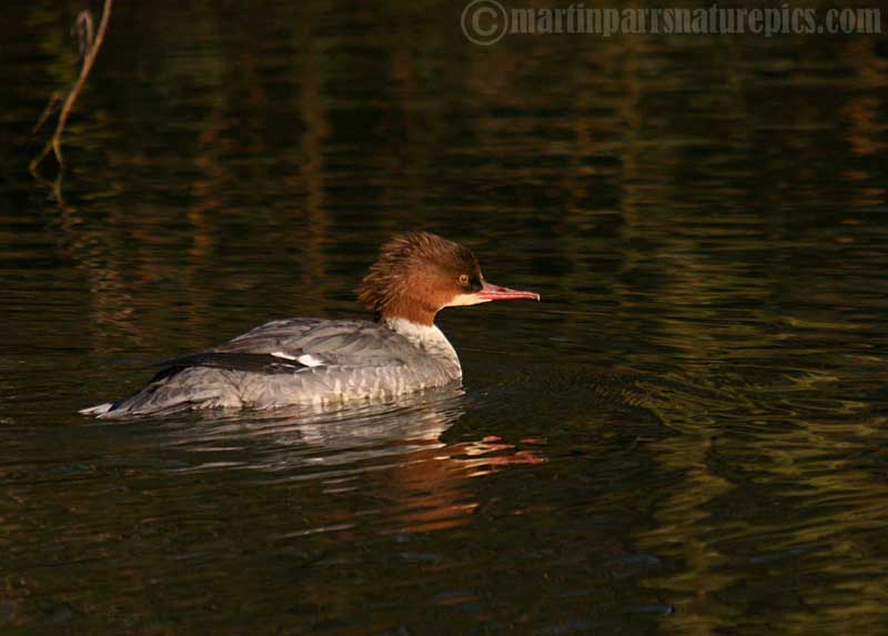 Female Goosander