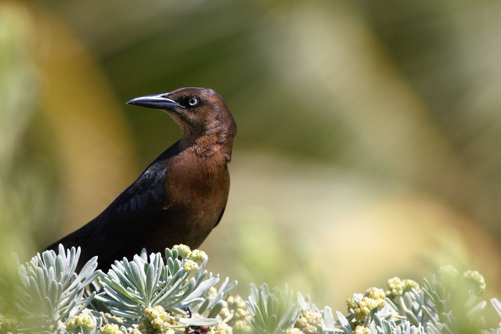 Female Great-tailed grackle on a bush