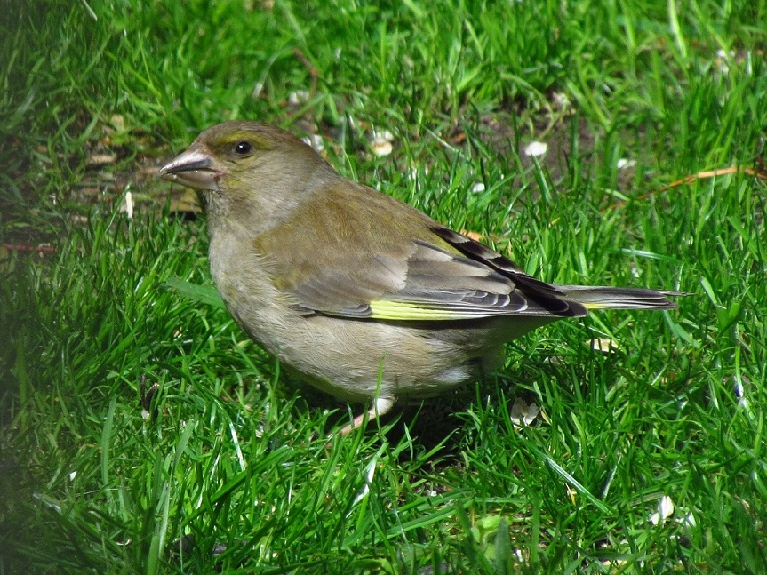 female  greenfinch