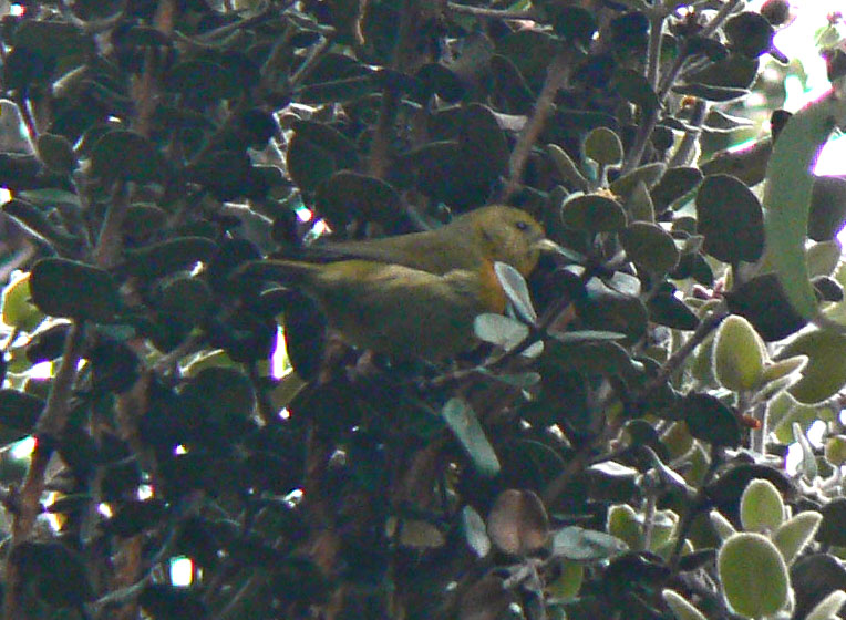 Female Hawai'i 'Akepa