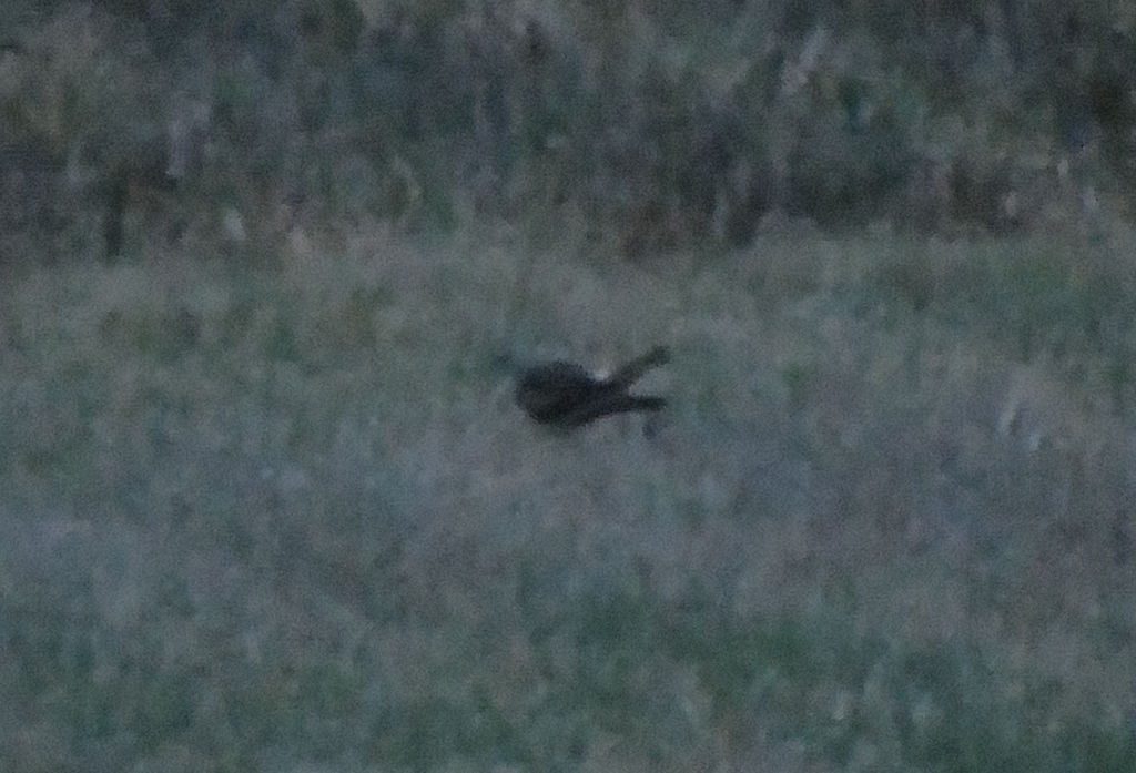 Female hen harrier