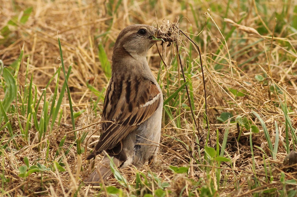 female italian sparrow