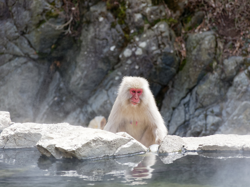 Female Japanese Macaque