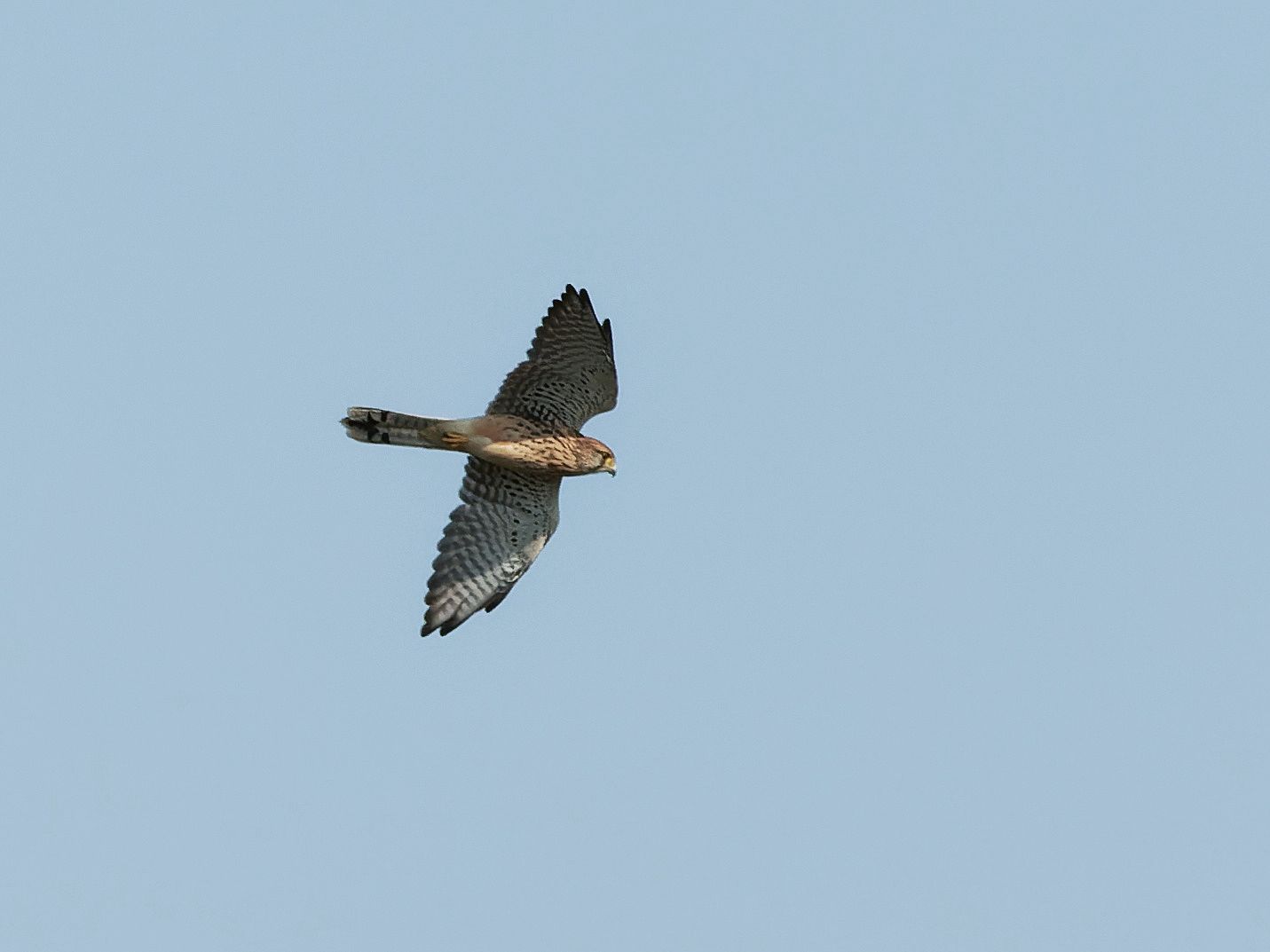 Female kestrel in flight