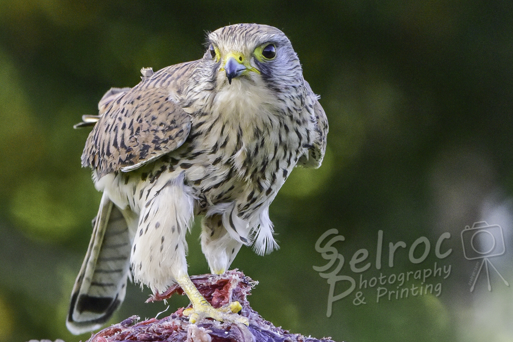 (Female) Kestrel Keeping Lookout