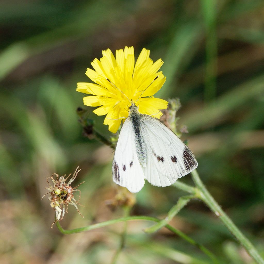 Female Large White