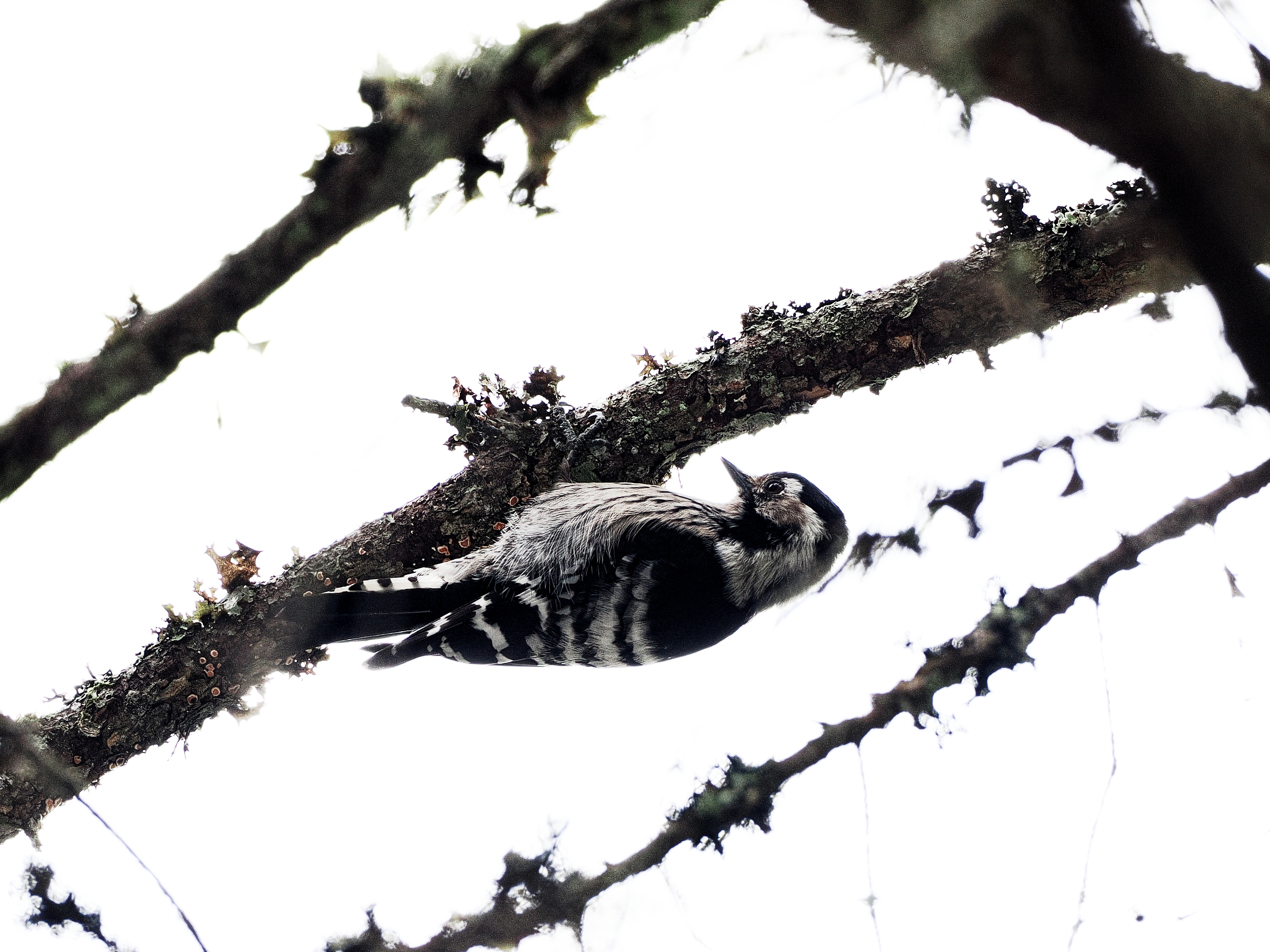 Female lesser spotted woodpecker