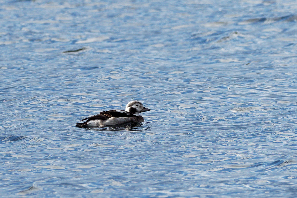 Female long-tailed duck