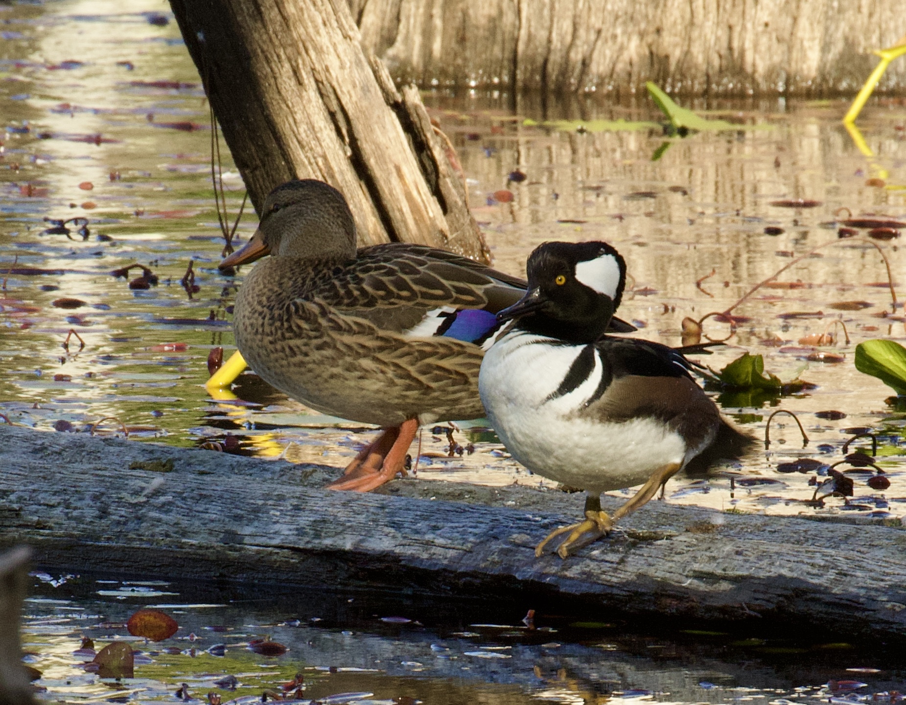 Female Mallard and Hooded Merganser