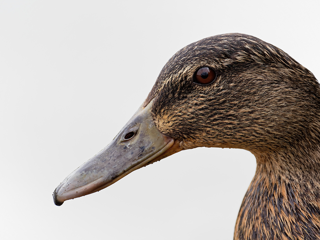 Female Mallard portrait