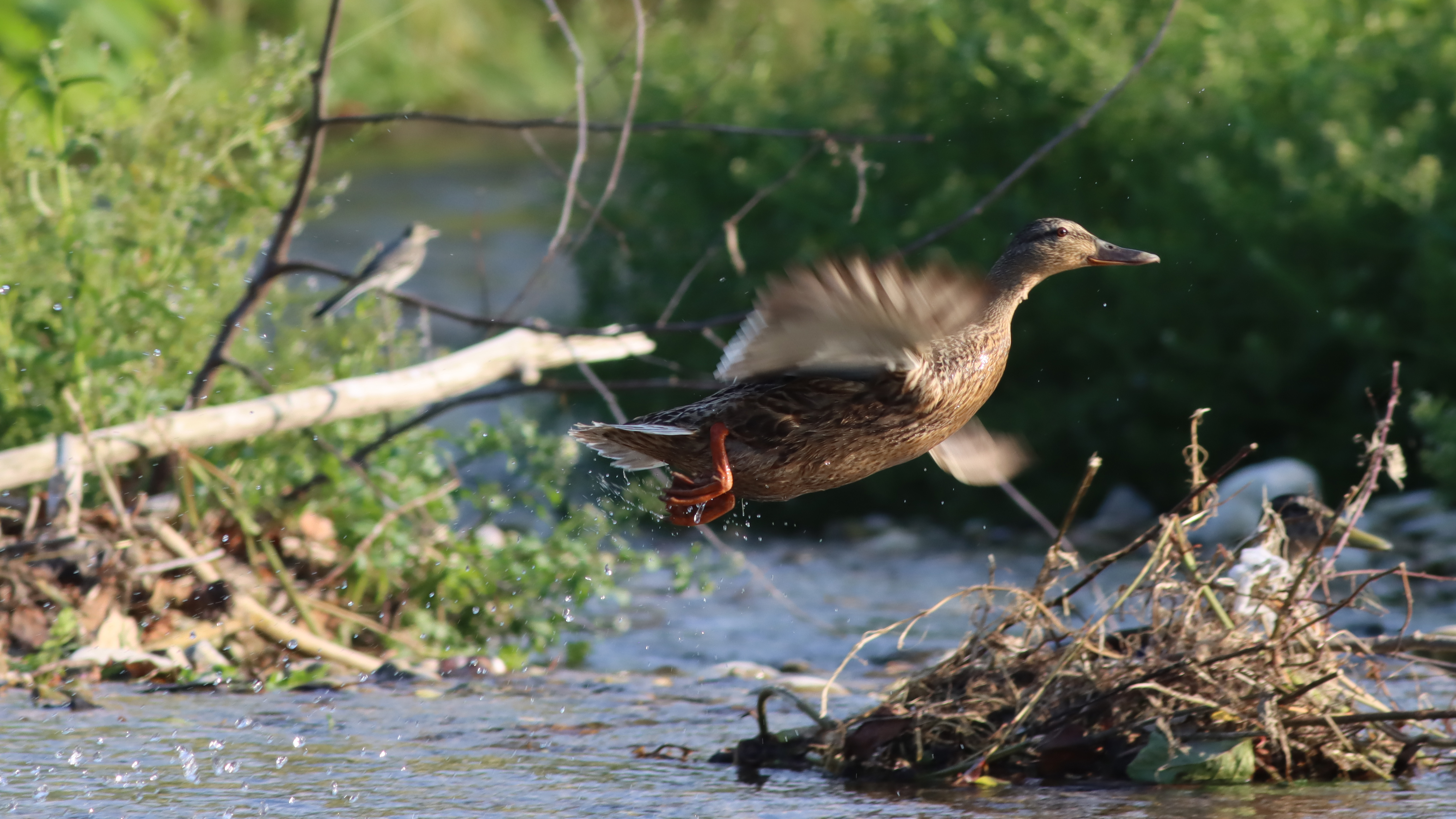 female mallard