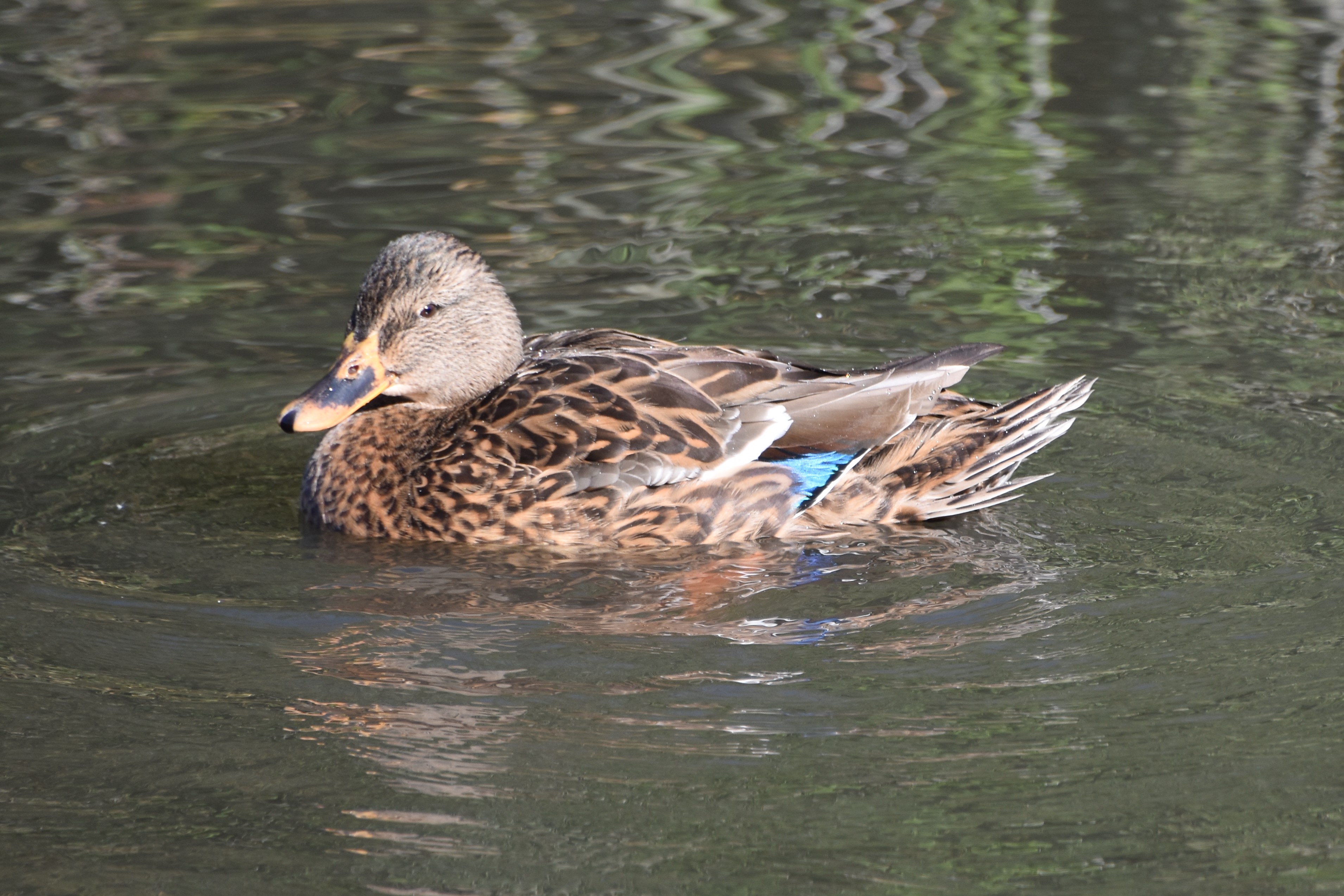 Female Mallard