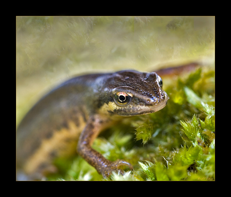 Female Newt