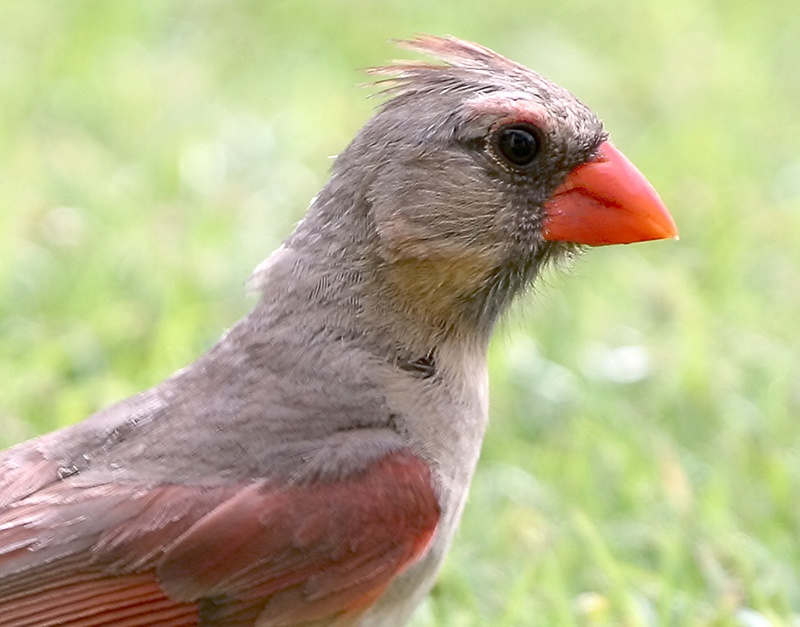 Female Northern Cardinal Portrait