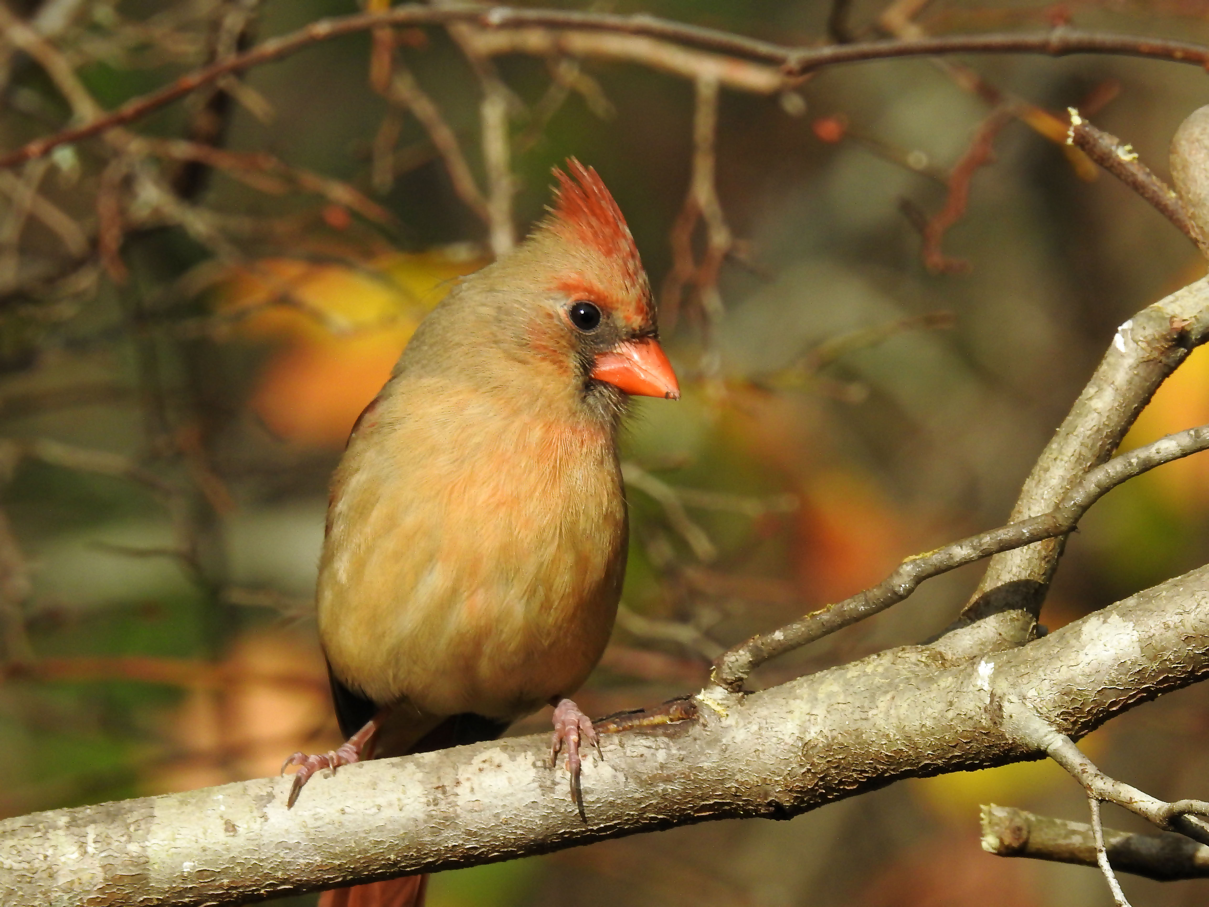 Female Northern Cardinal