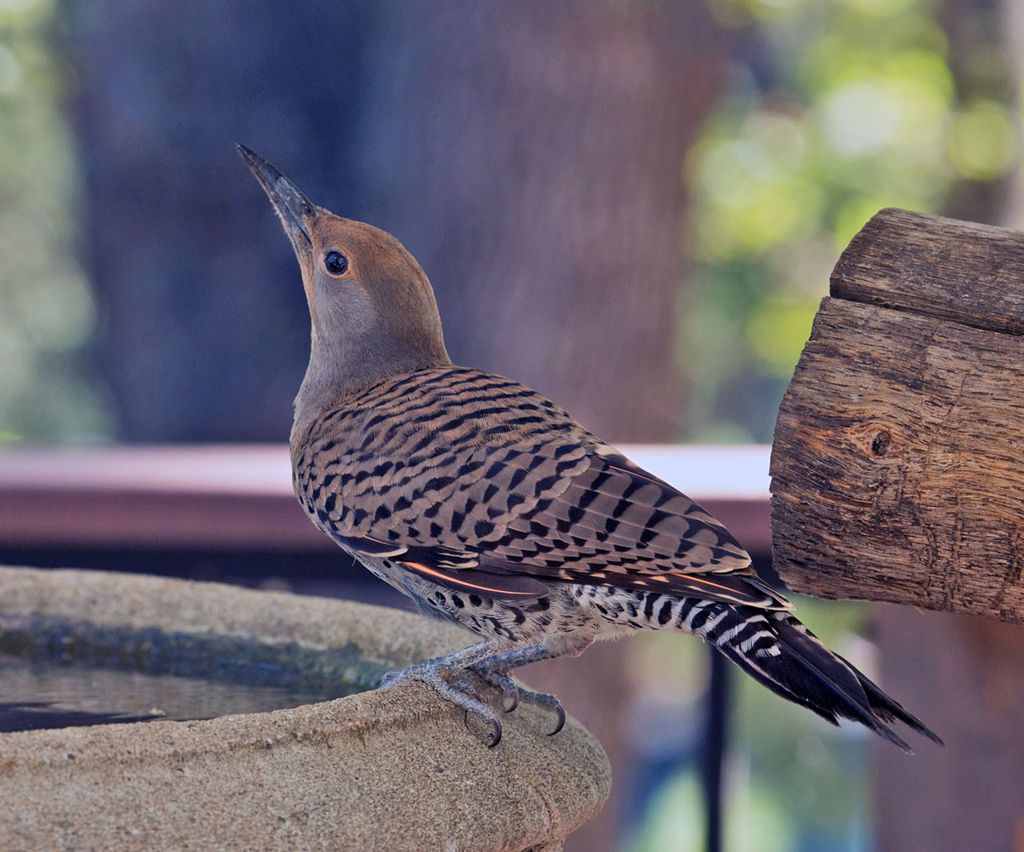 Female Northern Flicker