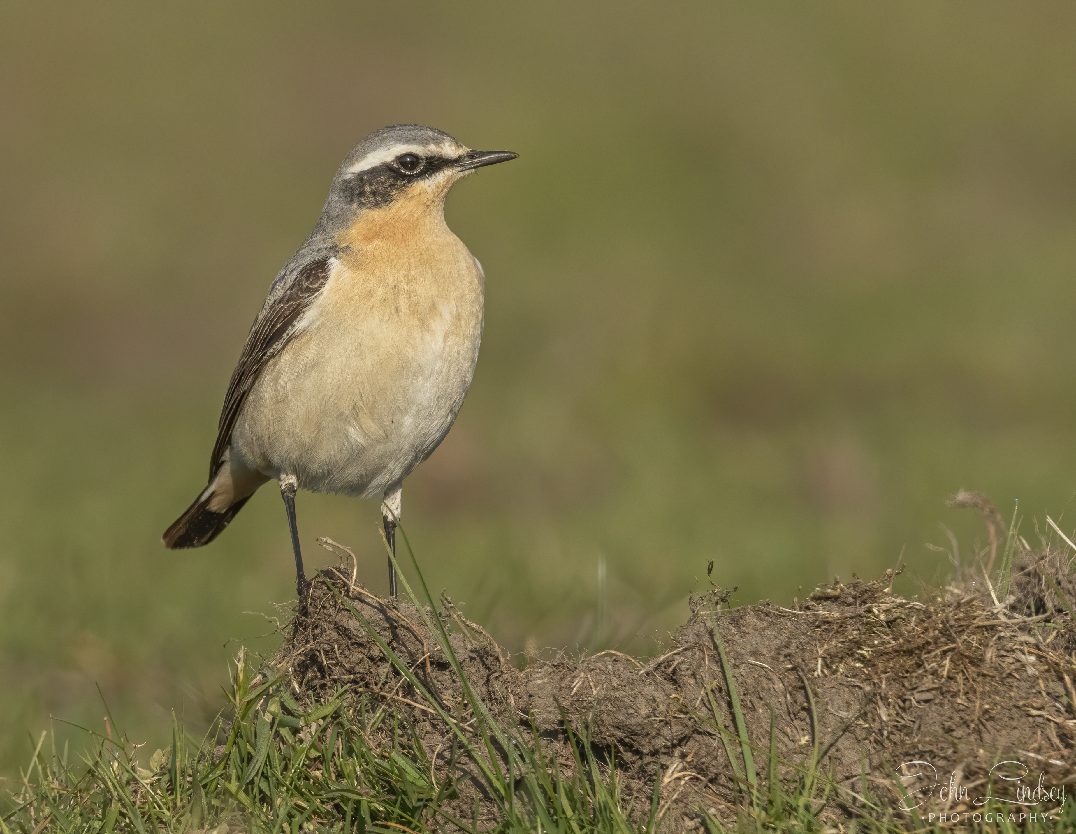 Female Northern Wheatear