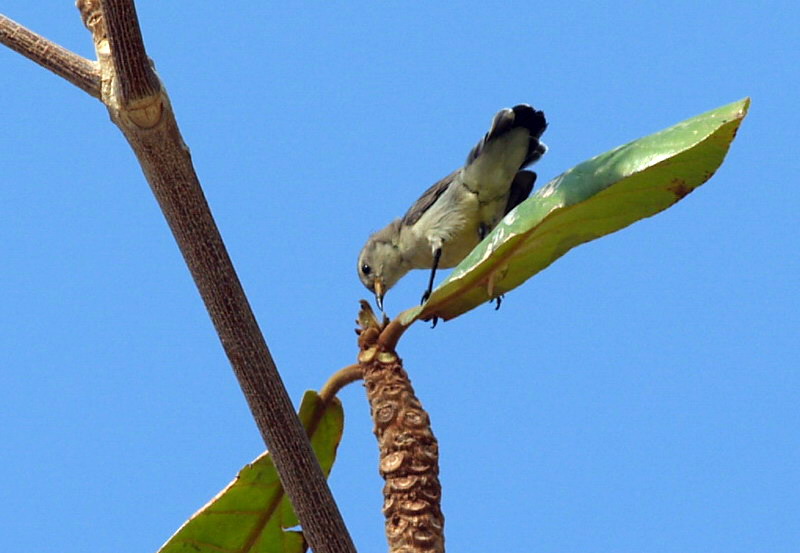 female NV sunbird