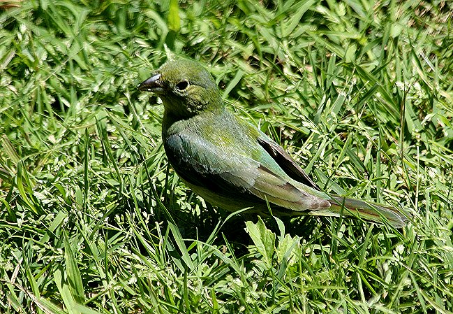 Female Painted Bunting