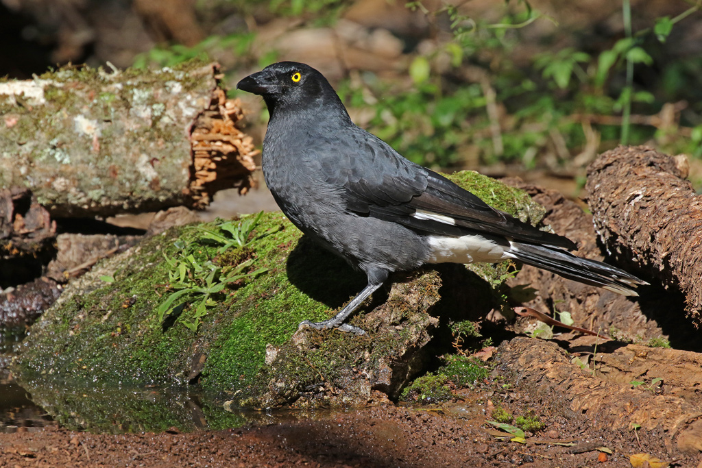 female Pied Currawong