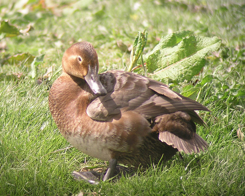 Female Pochard