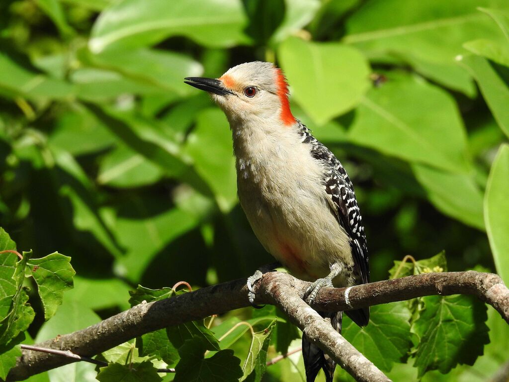 Female Red-bellied Woodpecker, II picture.