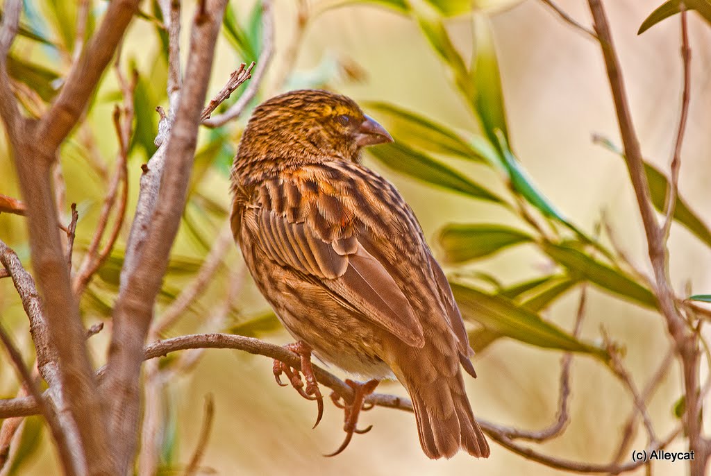 Female Red Bishop.