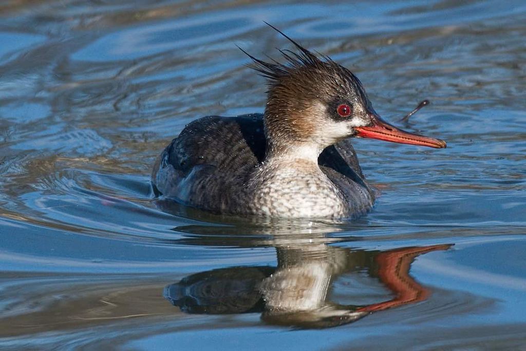 Female red-breasted merganser