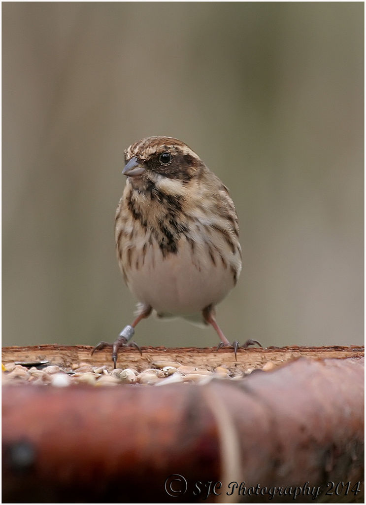 Female Reed Bunting