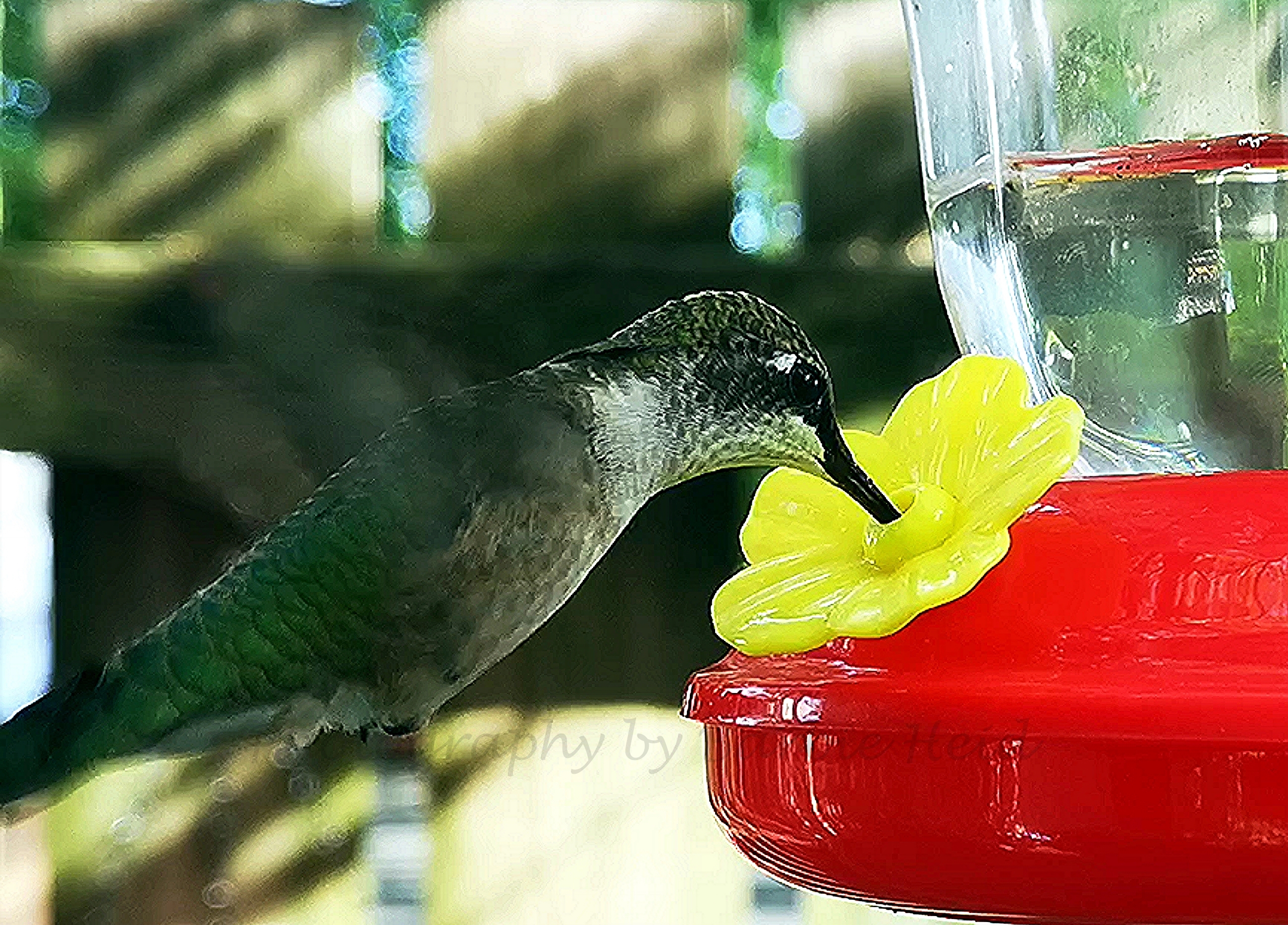 Female ruby-throated hummingbird