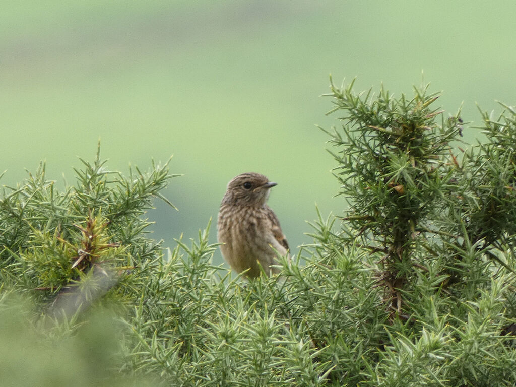 Female stone chat