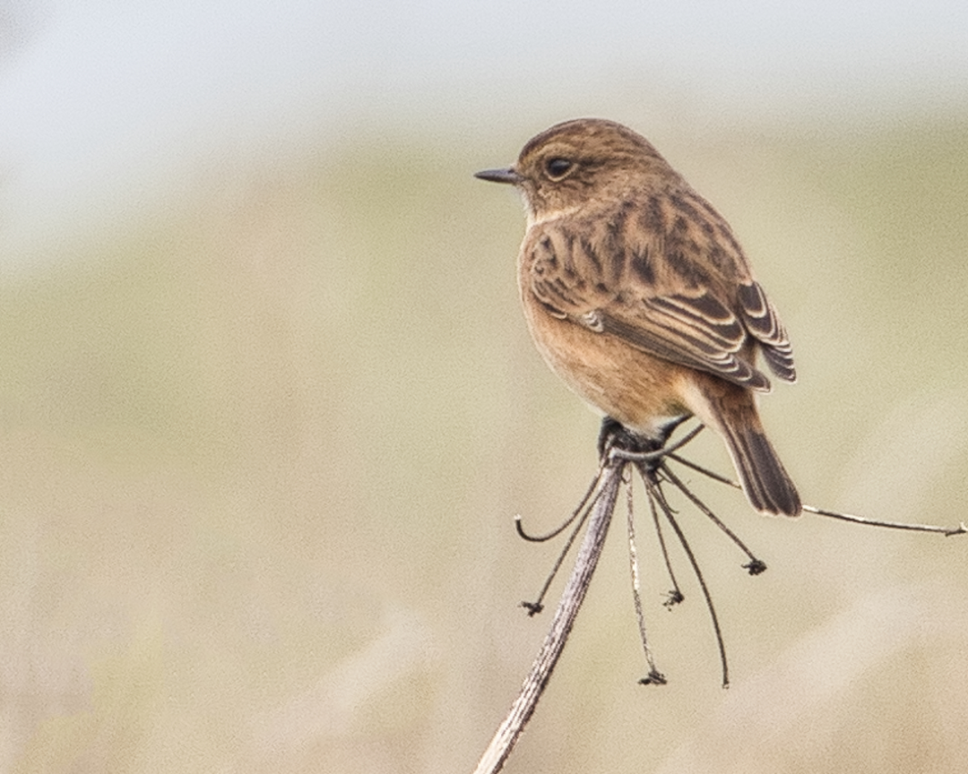 Female Stonechat.jpg