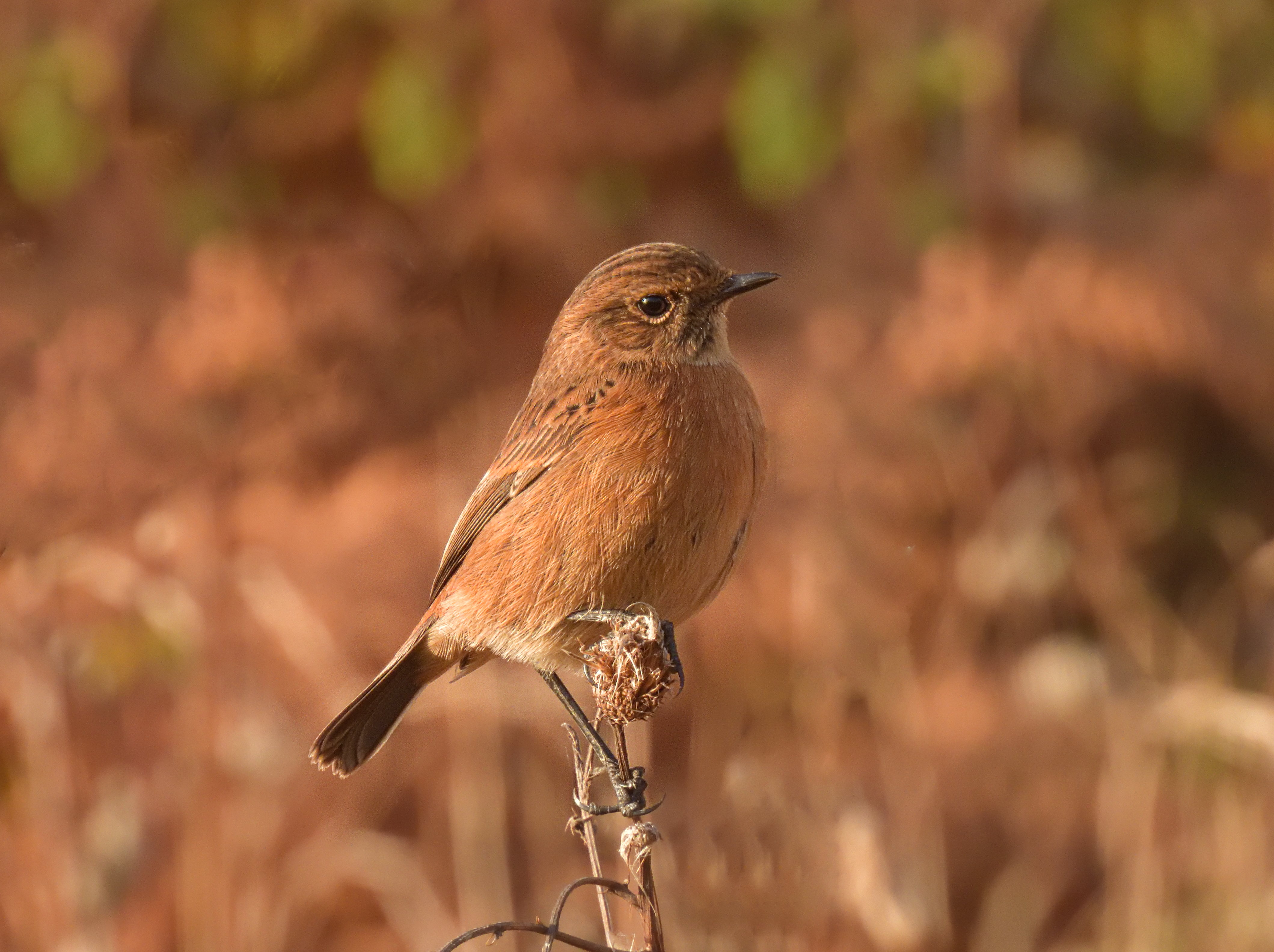 Female Stonechat