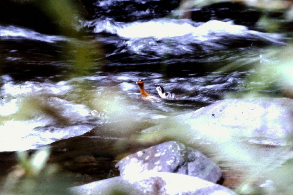 Female Torrent Duck with two ducklings